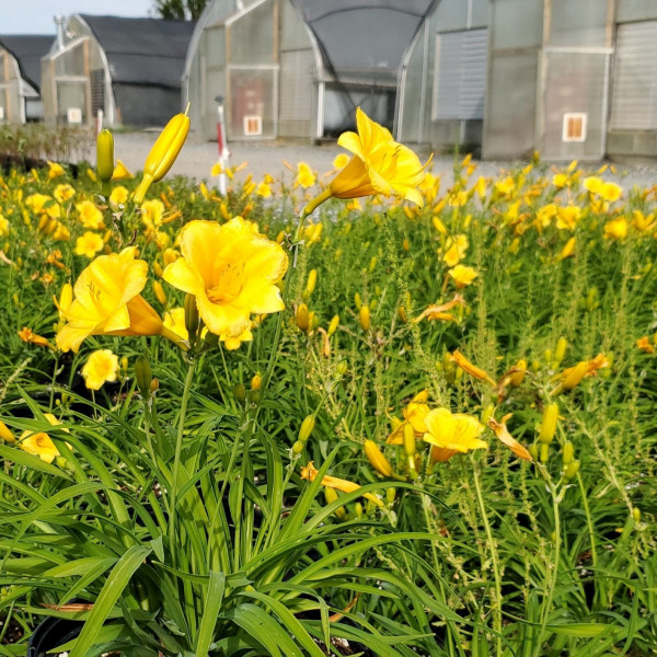 Hemerocallis Stella De Oro has yellow flowers