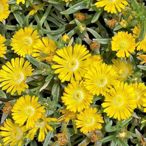 Delosperma Golden Wonder has yellow flowers