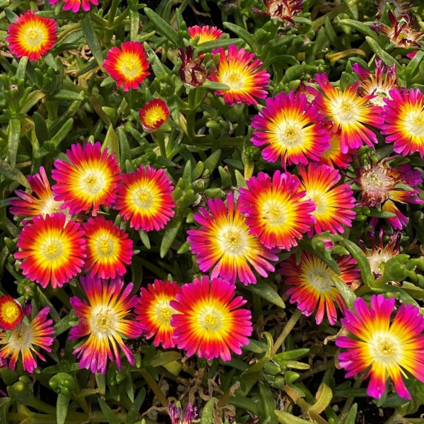 Delosperma Hot Pink Wonder has pink, yellow and white flowers