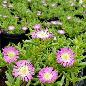 Delosperma Violet Wonder has purple and white flowers