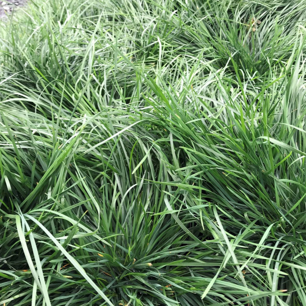 Deschampsia Goldtau has green foliage