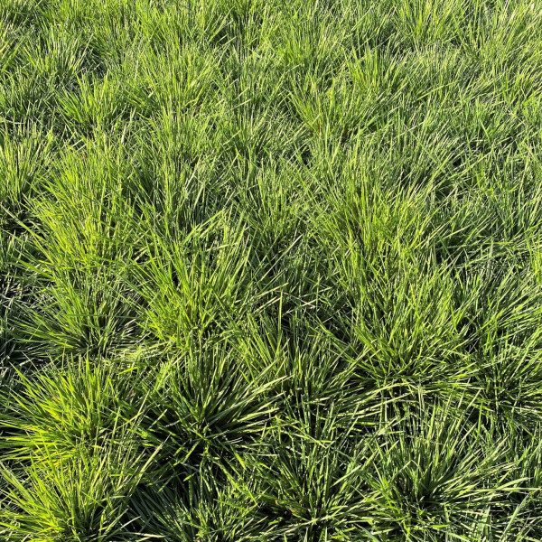 Deschampsia cespitosa has green leaves