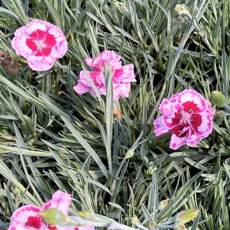 Dianthus Angel of Forgiveness has light and dark pink flowers