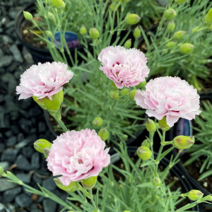 Dianthus Appleblossom Burst has pink flowers