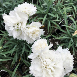 Dianthus Eary Bird Frosty has white flowers