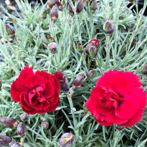 Dianthus Early Bird Radiance has red flowers