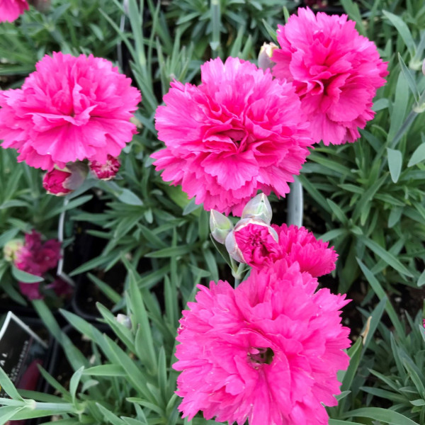 Dianthus Early Bird Sherbert has pink flowers