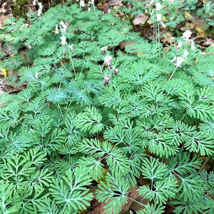 Dicentra cucullaria or Dutchman's Breeches has a white flower.