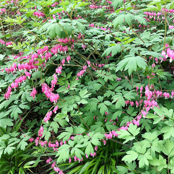 Dicentra spectabilis or Old Fashioned Bleeding Heart has pink flowers.