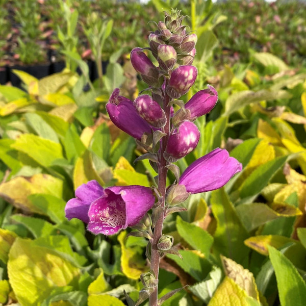 Digitalis Dalmatian Mix has peach, white and purple flowers