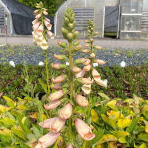 Digitalsi Dalmatian Peach has peach flowers