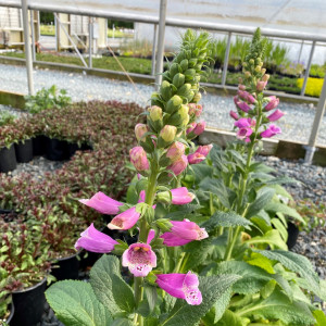 Digitalis Dalmatian Purple has purple flowers