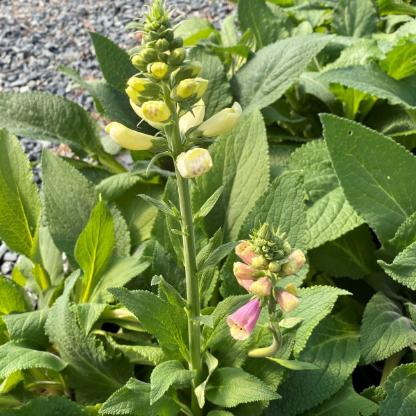 Digitalis foxy has a mix of colors