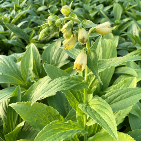 Digitalis ambigua grandiflora has yellow flowers