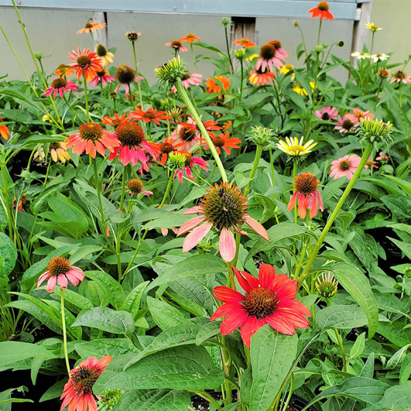 Echinacea 'Cheyenne Spirit' or Coneflower has yellow, orange or pink flowers.