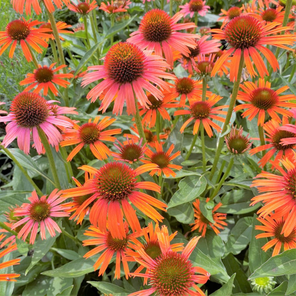 Echinacea Orange skipper has orange flowers