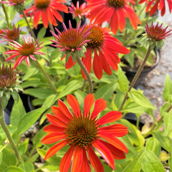 Echinacea sangrita has red flowers