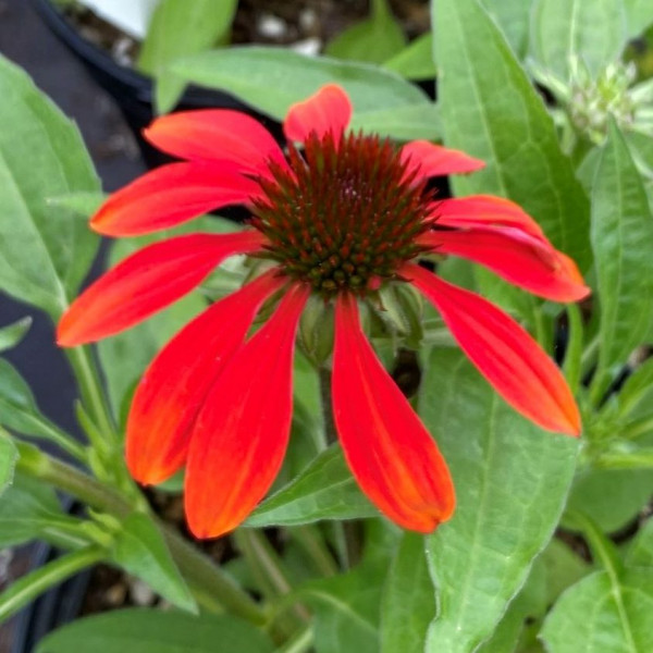 Echinacea Sangrita has red flowers