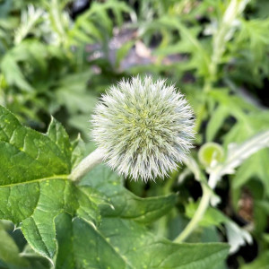 Echinops Taplow Blue has blue flowers