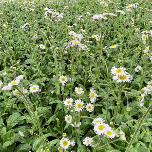 Erigeron Lynnhaven Carpet has light lavender flowers