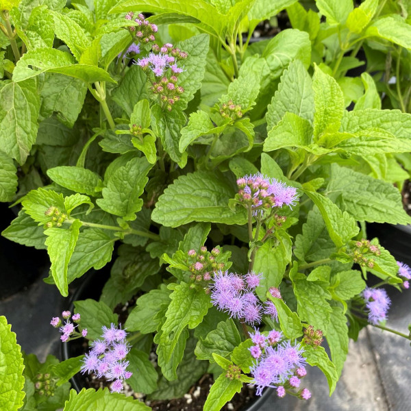 Eupatorium coelestinum has blue flowers