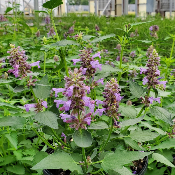 Agastache ‘Blue Boa’ or Hyssop has purple flowers.