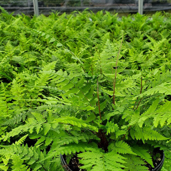 Lady fern has green leaves