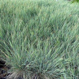 Festuca Boulder Blue has blue foliage