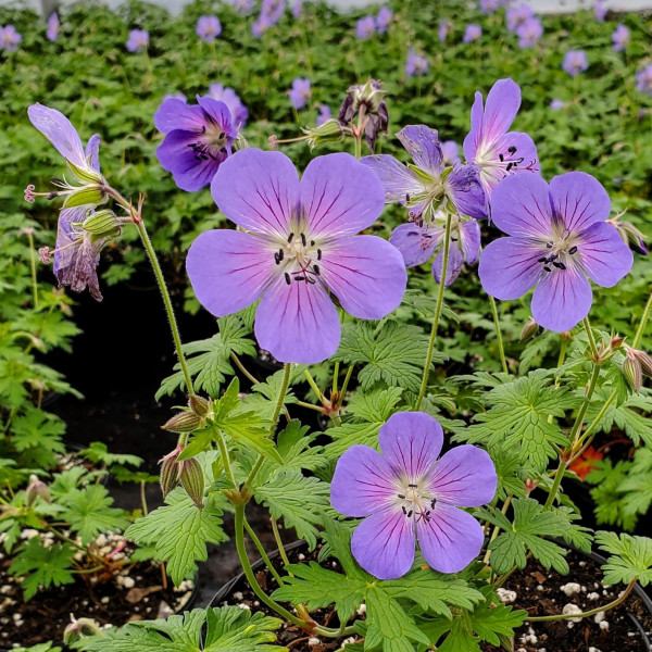 Geranium Johnsons Blue has blue flowers