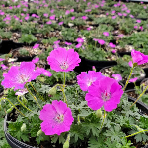 Geranium Max Frei has dark pink flowers