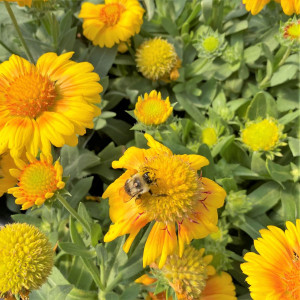 Gaillardia Arizona Apricot has yellow flowers