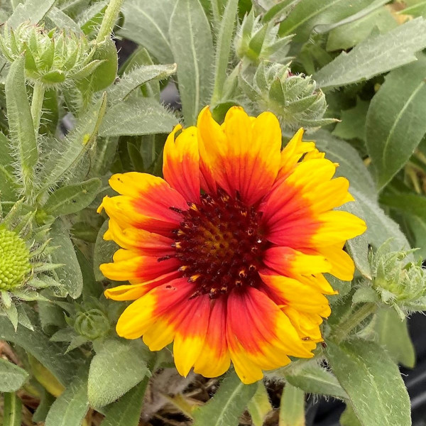 Gaillardia Arizona Sun has red and yellow flowers