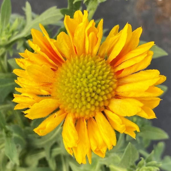 Gaillardia Mesa Peach has orange flowers