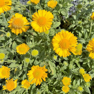 Gaillardia Mesa Yellow has yellow flowers