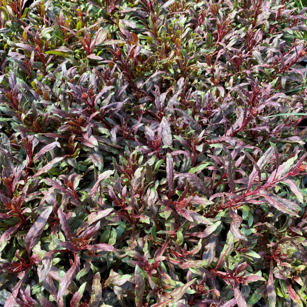 Gaura Gaudi Red has red flowers