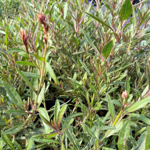 Gaura Siskiyou Pink has pink flowers