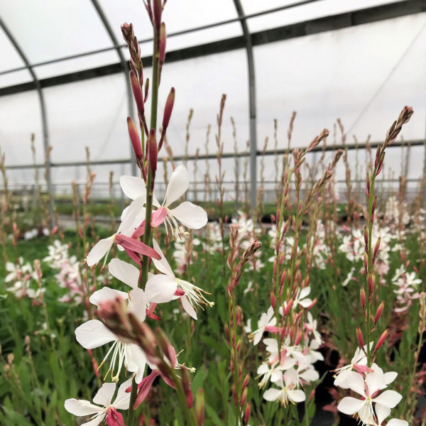 Guara Whirling Butterflies has white flowers