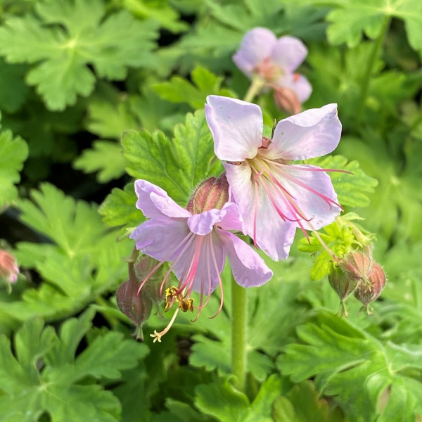 Geranium Ingwersen Variety has pink flowers