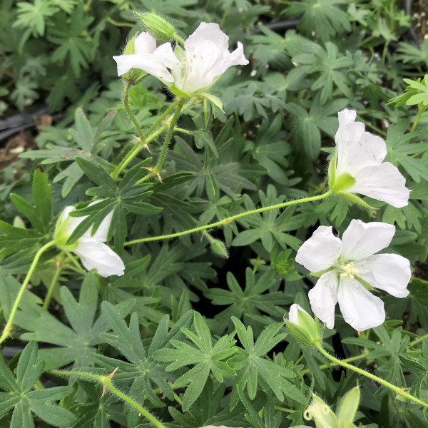 Geranium Album has white flowers