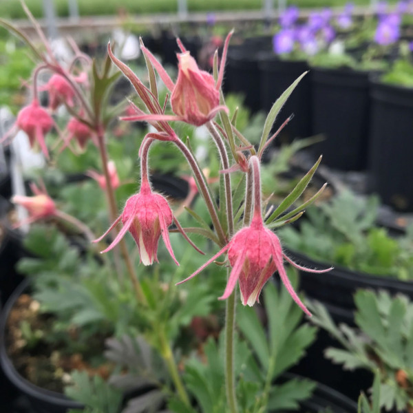 Geum trifolorum has purple flowers