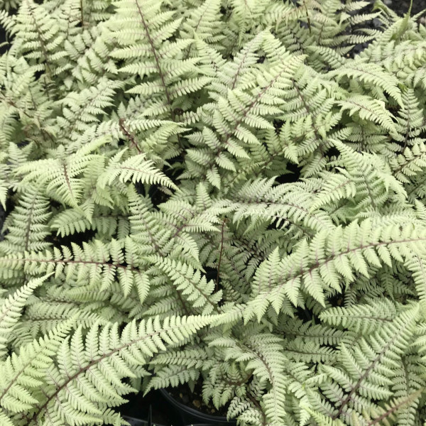 Ghost fern has silver foliage