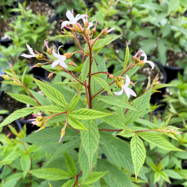 Gillenia trifoliata has white flowers