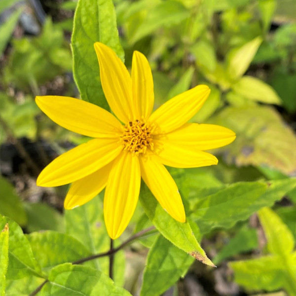 Helianthus decapetalus has yellow flowers