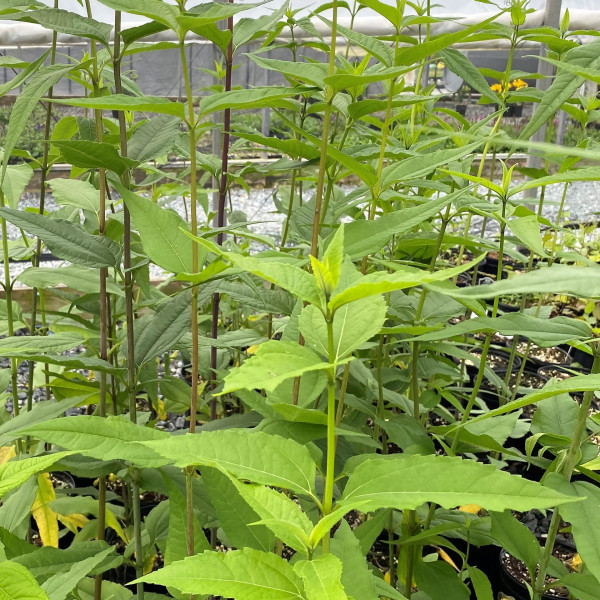 Helianthus divaricatus has yellow flowers