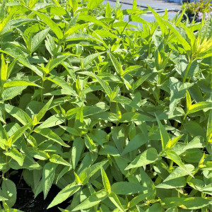 Helianthus microcephalus has yellow flowers