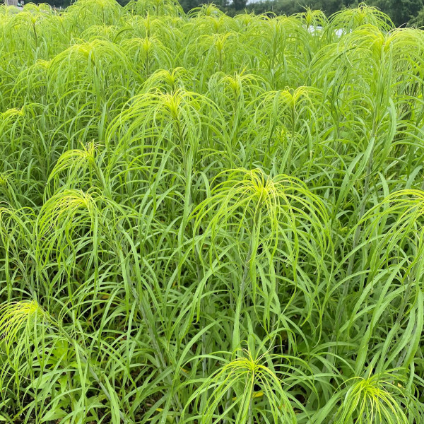 Helianthus salicifolius has yellow flowers