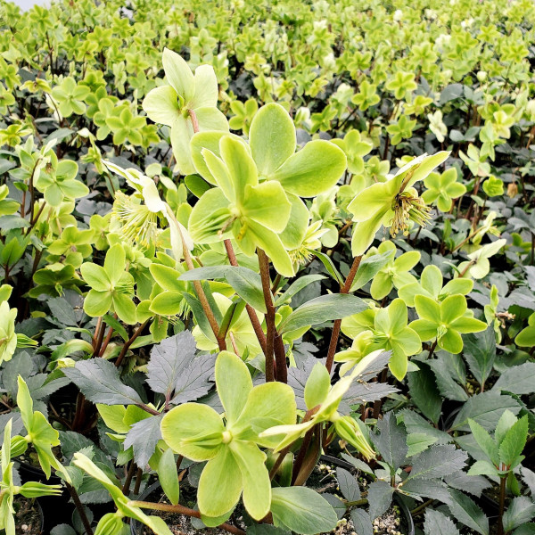 Helleborus Honeyhill Joy has creamy white flowers