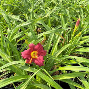 Hemerocallis Pardon Me has red flowers