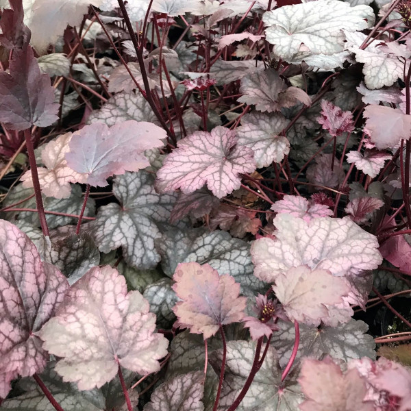 Heucher Amethyst MIst has purple foliage and pink flowers