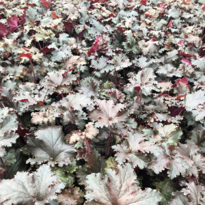 Heuchera Black Taffeta has black foliage